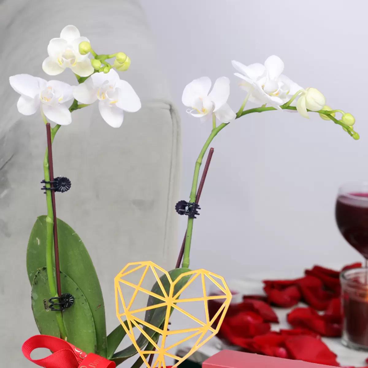 Valentine 2 Stem Mini White Orchid Plant and Sweecho Chocolates 16 Pcs thumbnail 2