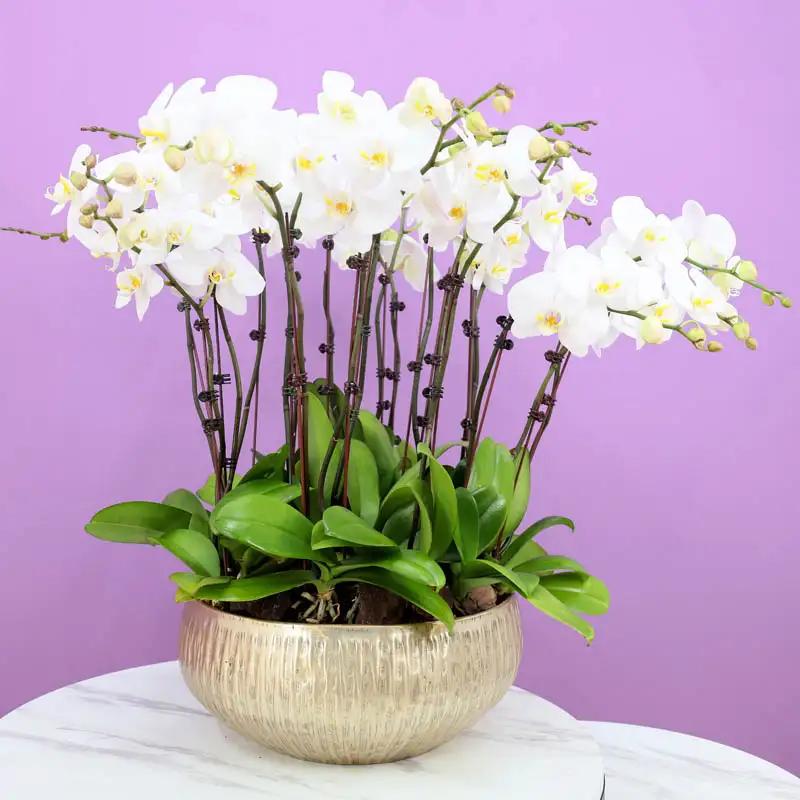 Golden Orchid Elegance - Flowers gift from Buy Any Flowers Dubai in Al Quoz Industrial Area 4, Dubai, UAE
