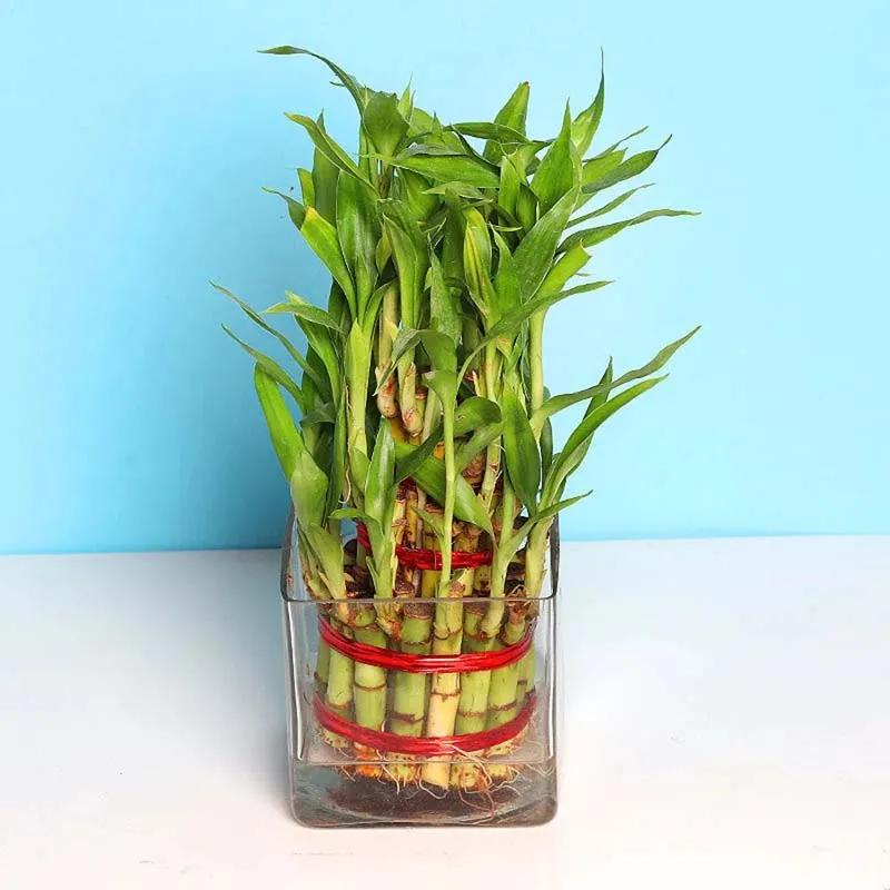 3 Layer Lucky Bamboo Plant in Square Vase thumbnail 2