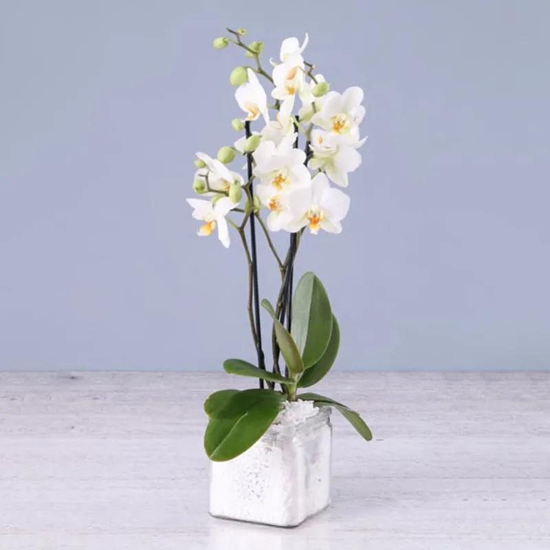 3-stem-white-orchid-plant-in-square-vase_1.webp