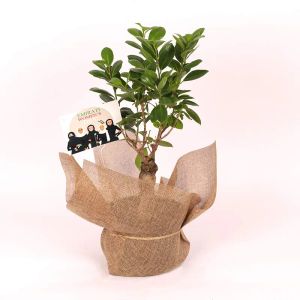 ficus-ginseng-bonsai-plant-for-emirati-womens-day_1.webp