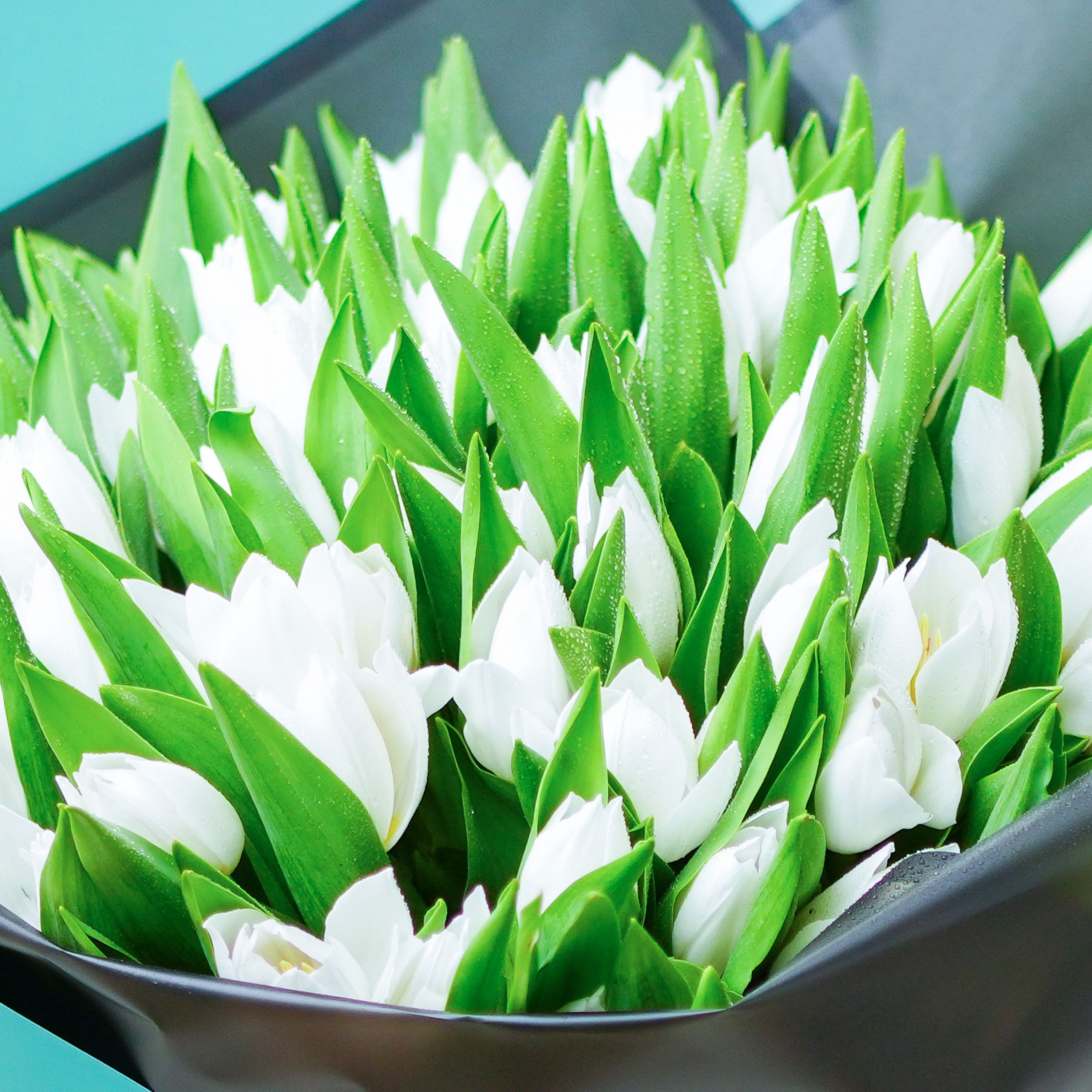 Winter 101 White Tulips Bouquet thumbnail 3