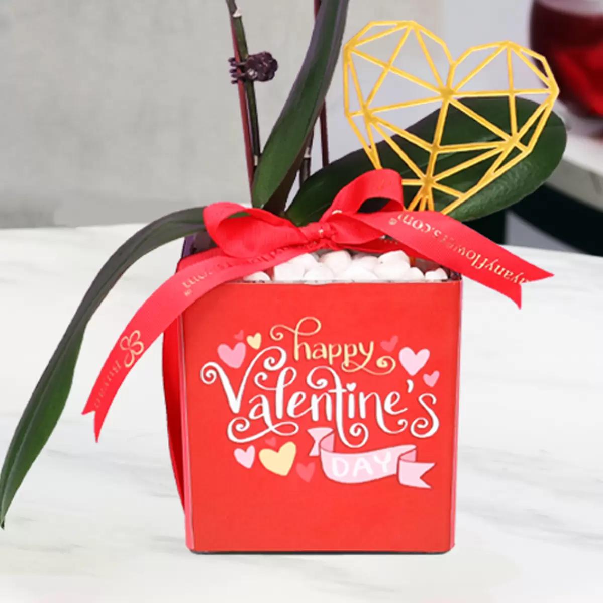 Valentine 2 Stem Mini White Orchid Plant and Sweecho Chocolates 16 Pcs thumbnail 4