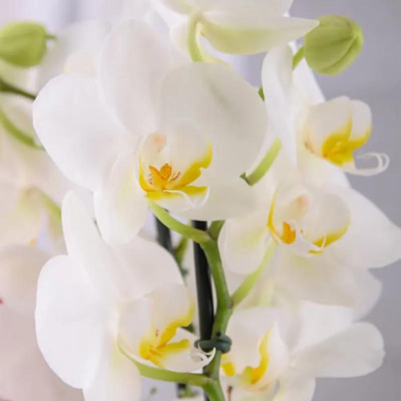 2 Stem White Orchid Plant and Ferrero Rocher 24pcs - Chocolates gift from Buy Any Flowers Dubai in Al Quoz Industrial Area 4, Dubai, UAE - image 2