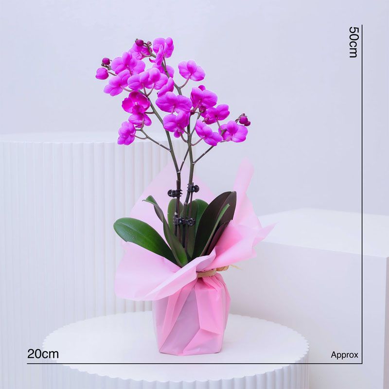 2 Stem Mini Purple Orchid Plant in Pink Wrapping - Plants gift from Buy Any Flowers Dubai in Al Quoz Industrial Area 4, Dubai, UAE - image 4