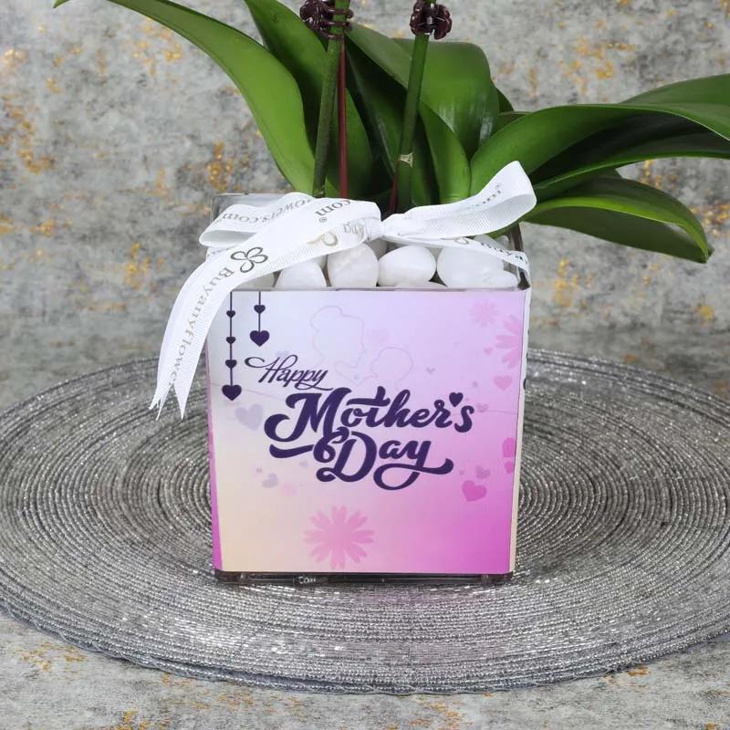 Mothers Day 2 Stem White Mini Orchid Plant thumbnail 3