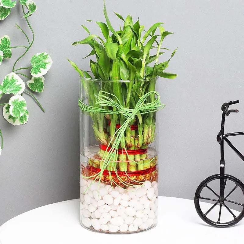 3 Layer Lucky Bamboo in Cylinder Vase thumbnail 1
