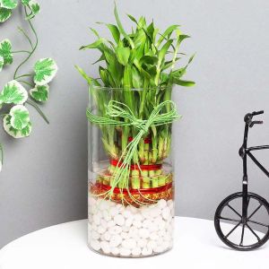 3-layer-lucky-bamboo-in-cylinder-vase_1.webp