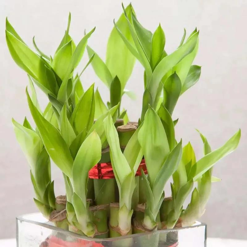 2 Layer Lucky Bamboo in Glass Vase thumbnail 2
