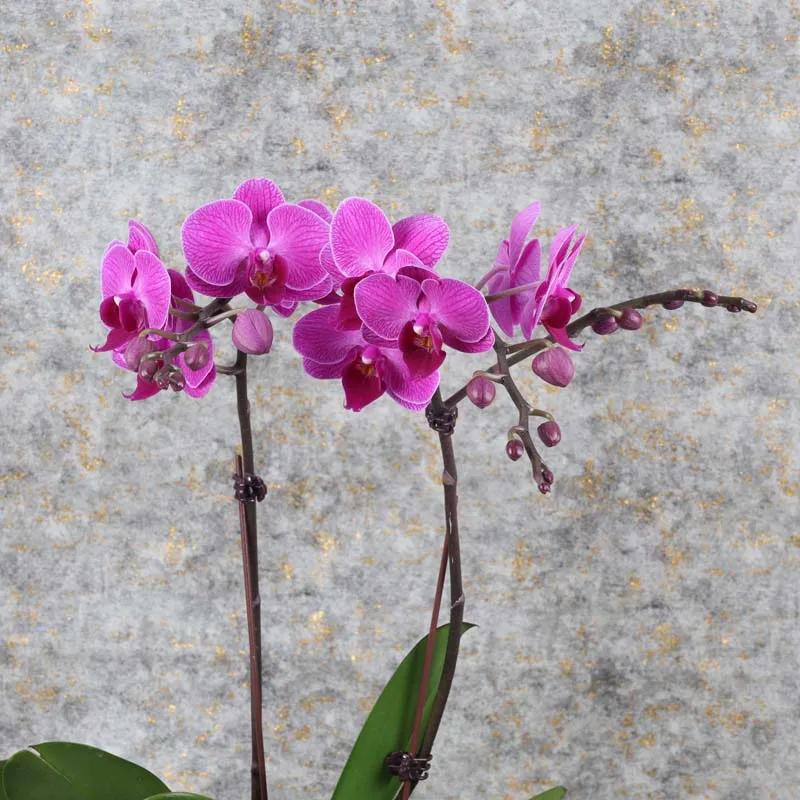 Mothers Day 2 Stem Purple Mini Orchid Plant thumbnail 2