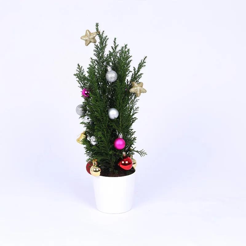 mini-fresh-christmas-plant-with-ornaments_1.webp