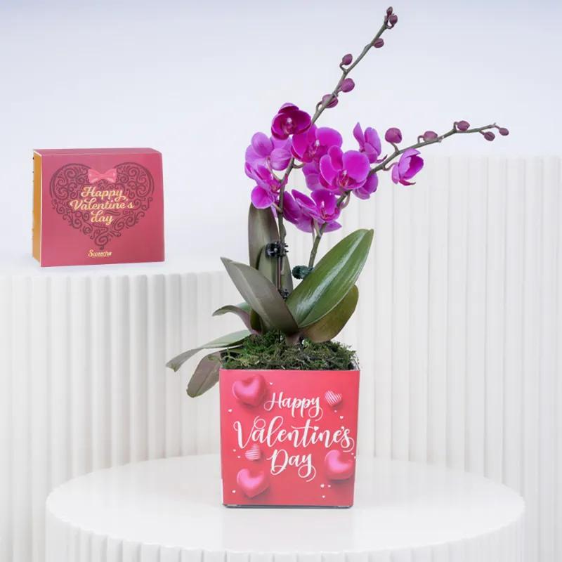 Valentine 2 Stem Mini Purple Orchid Plant and Sweecho Chocolates 16 Pcs in Dubai