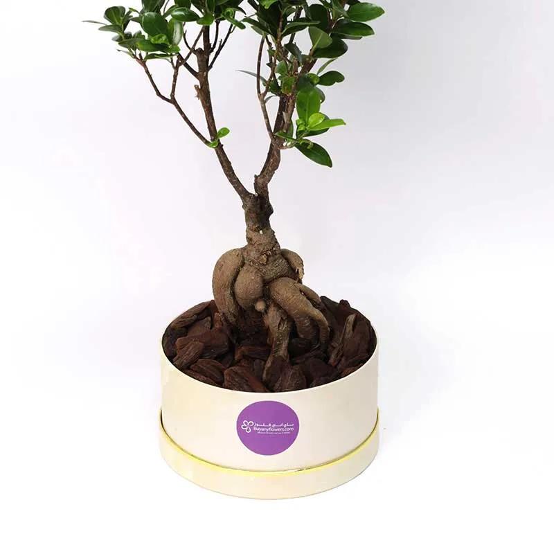 For My Fellow Bonsai Plant in Box thumbnail 3