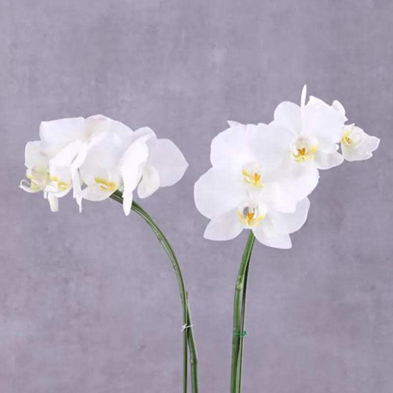 2 Stem White Orchid Plant in Grey Wrapping - Plants gift from Buy Any Flowers Dubai in Al Quoz Industrial Area 4, Dubai, UAE - image 2