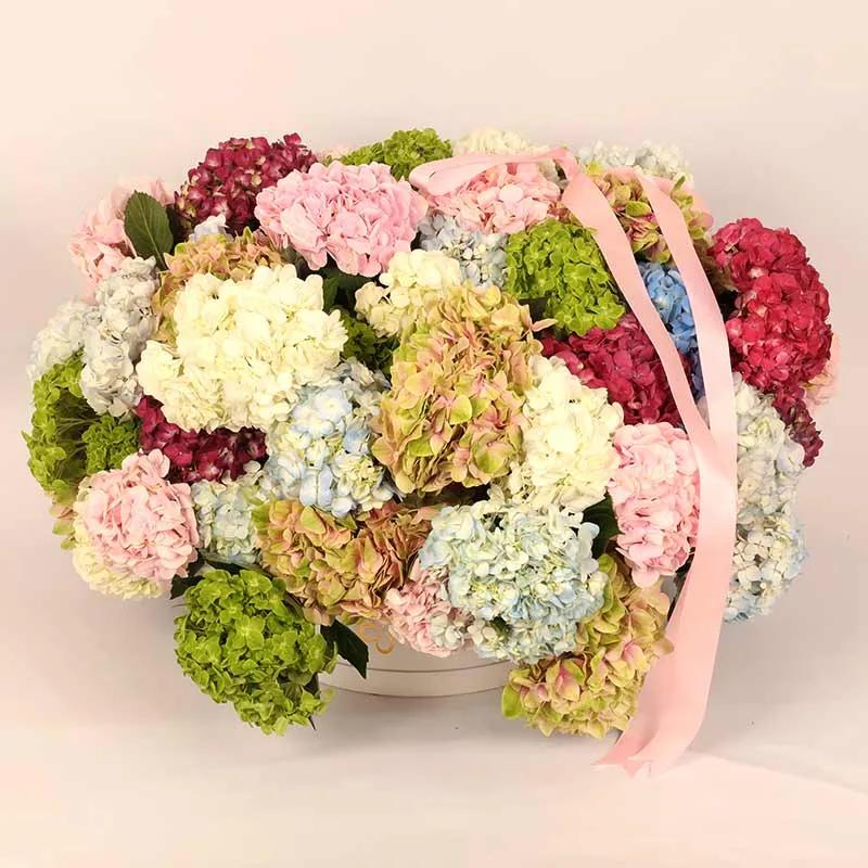 bonanza-35-hydrangea-in-box_1.webp