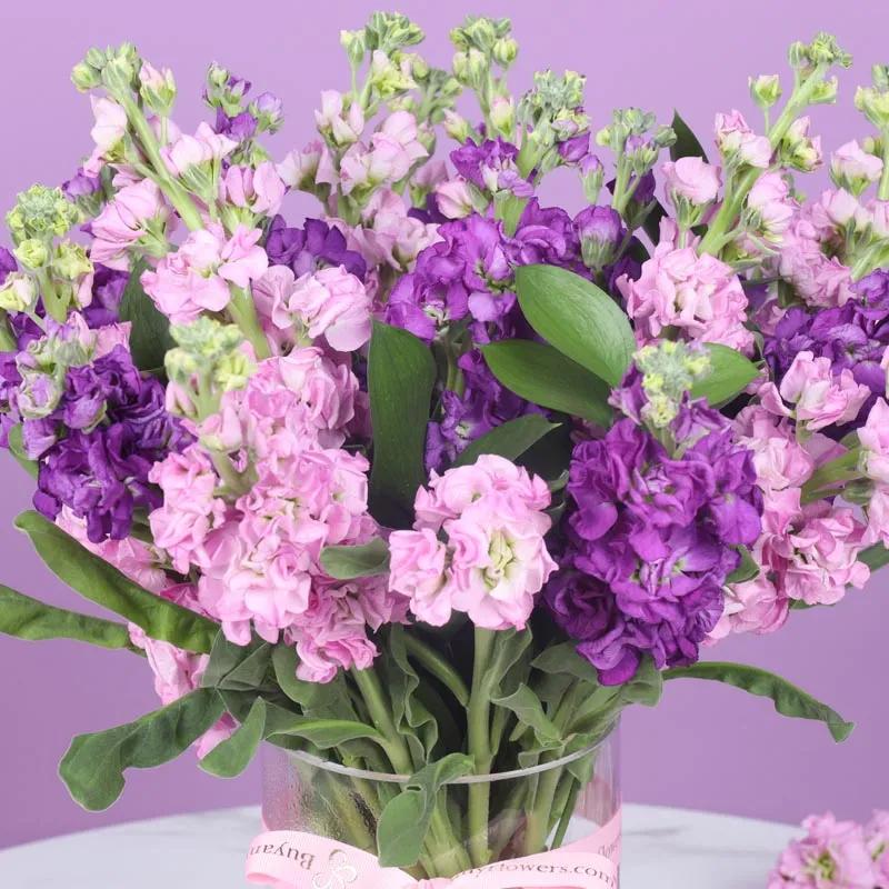 Beauty 21 Pink and Purple Matthiola thumbnail 3