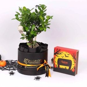 halloween-bonsai-plant-and-sweecho-chocolates_1.webp