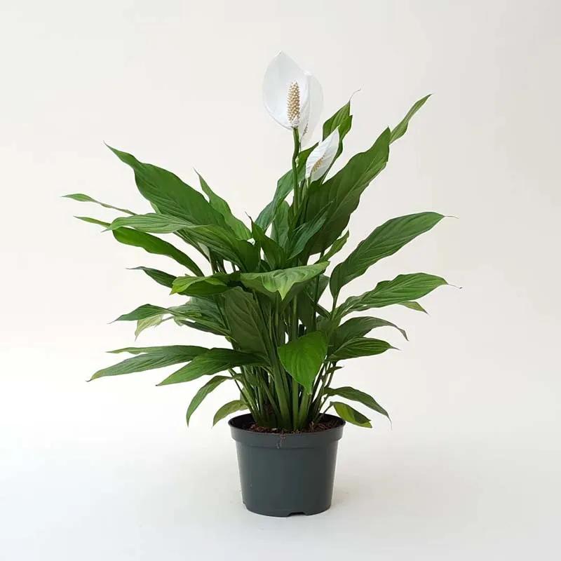 peace-lily-plant_1.webp