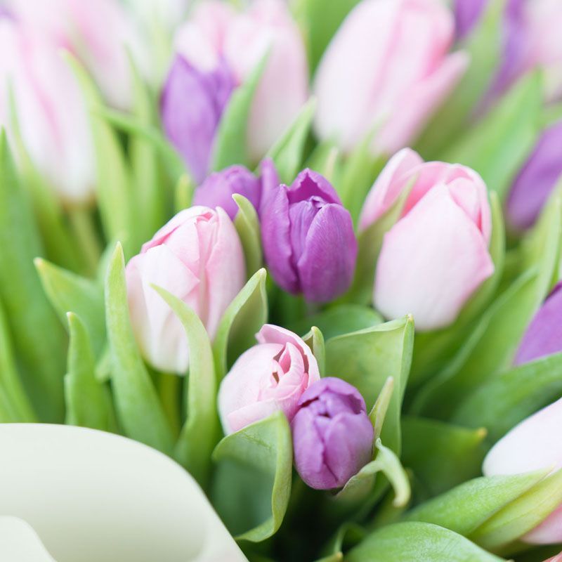 باقة جميلة من 51 زهرة توليب وردية وبنفسجية thumbnail 3