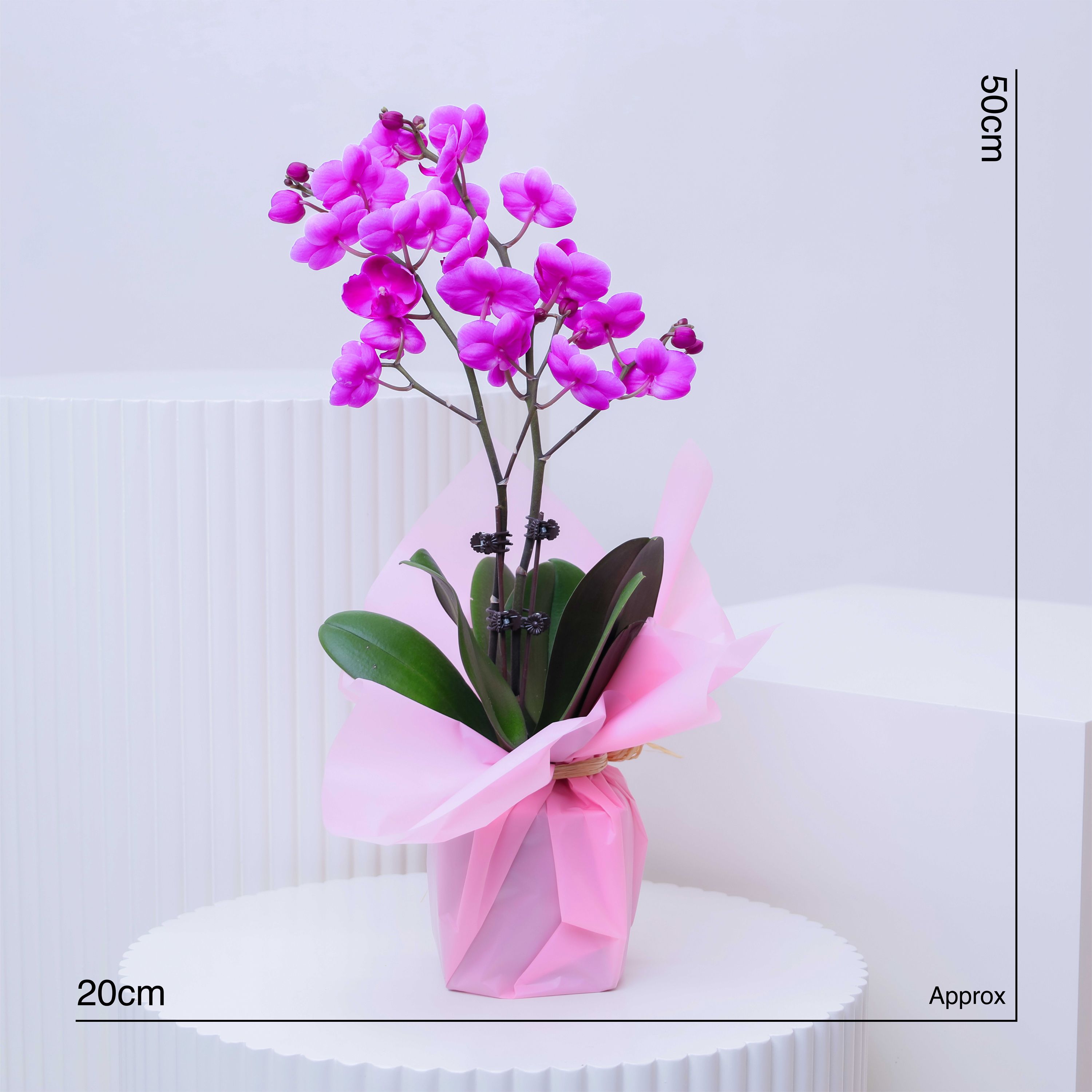 Mini Purple Orchid Plant in Pink Wrapping thumbnail 4