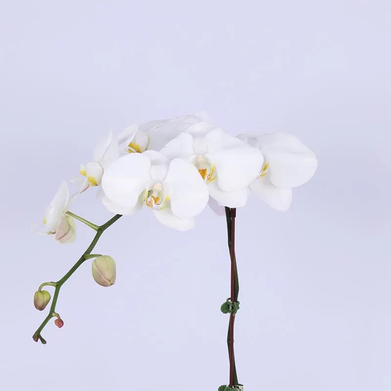 Jolly Winter Arrangement thumbnail 4