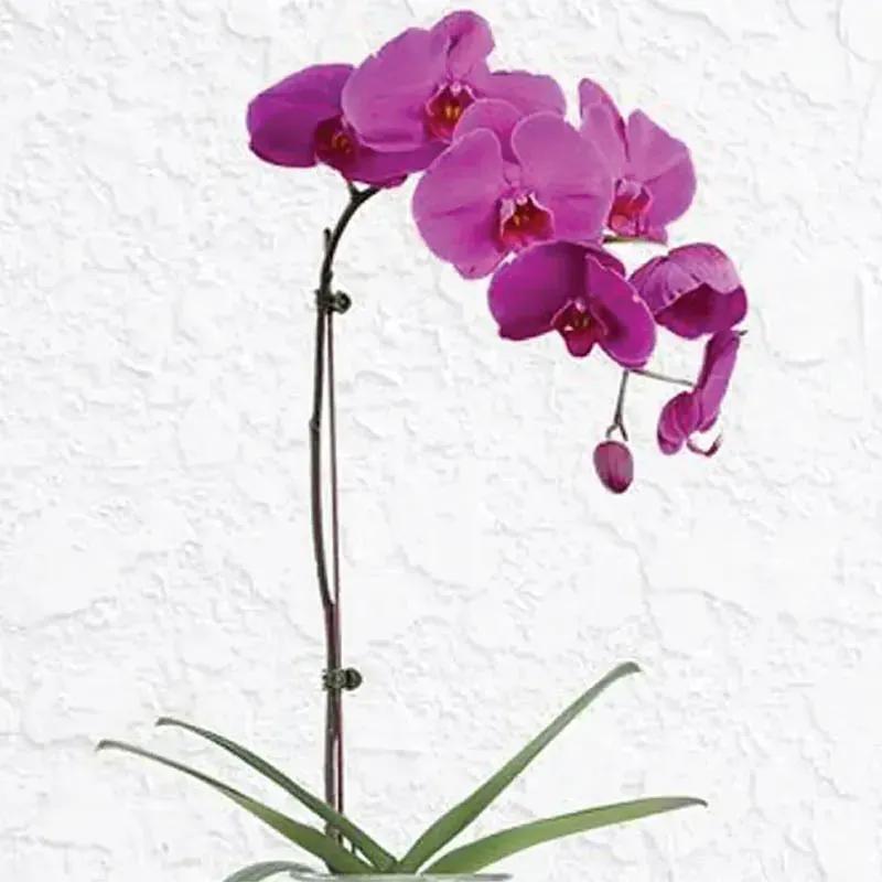 Purple Orchid Plant in Vase thumbnail 2
