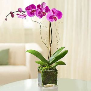 purple-orchid-plant-in-square-vase_1.webp