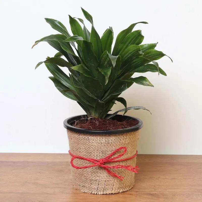 Dracaena Compacta Plant in Jute Wrap thumbnail 3