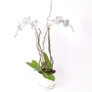 double-stem-white-orchid-plant-in-white-pot_1.webp