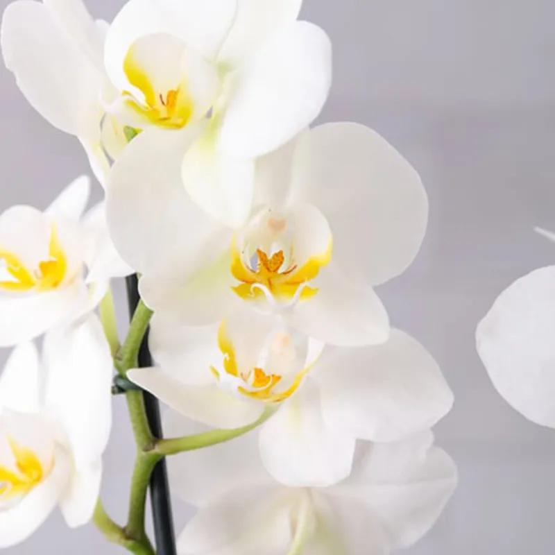 Thought Plants and Flowers in Box - Plants gift from Buy Any Flowers Dubai in Al Quoz Industrial Area 4, Dubai, UAE - image 3