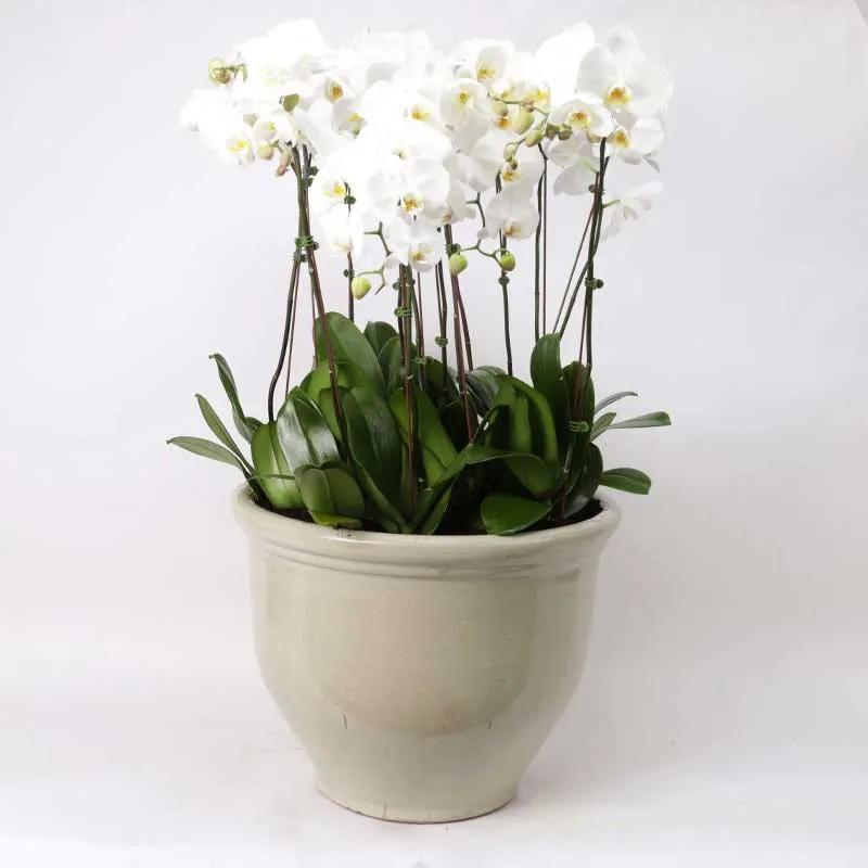10-stems-white-orchids-in-large-pot_1.webp