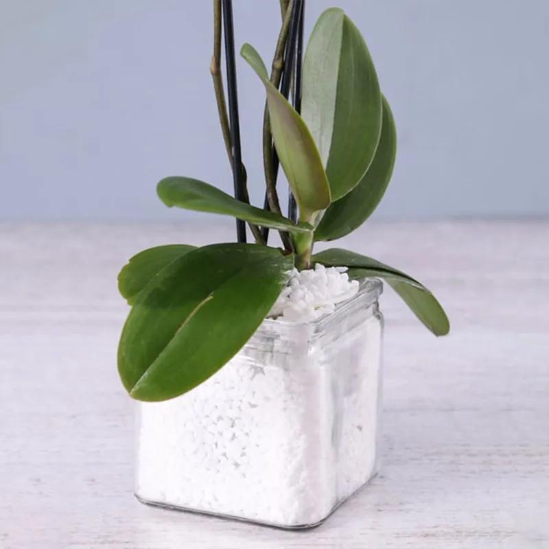 Twin Stem White Orchid Plant in Square Vase thumbnail 3
