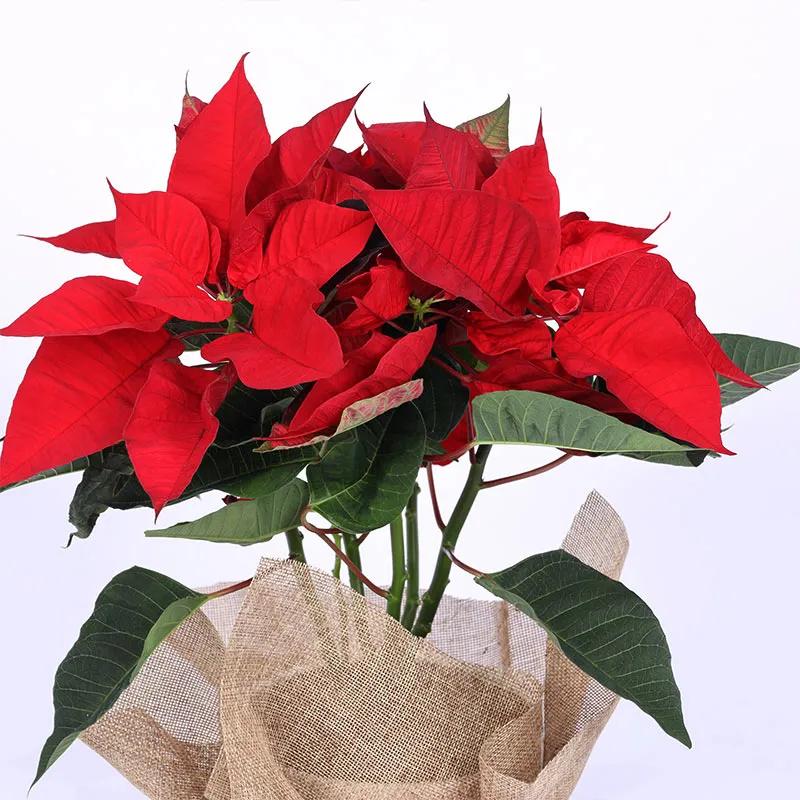 Red Poinsettia Plant in Jute Wrap - Plants gift from Buy Any Flowers Dubai in Al Quoz Industrial Area 4, Dubai, UAE - image 3