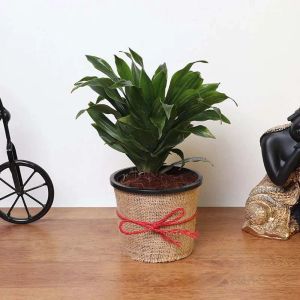 dracaena-compacta-plant-in-jute-wrap_1.webp