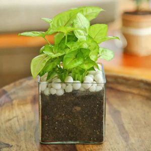 syngonium-plant-in-square-vase_1.webp