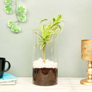 dracaena-plant-in-cylinder-vase_1.webp