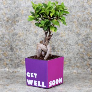 getwellbonsaiplant_c6cd9d.webp