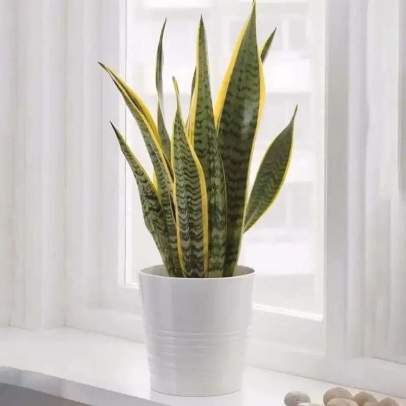 sansevieria-in-white-pot_1.webp