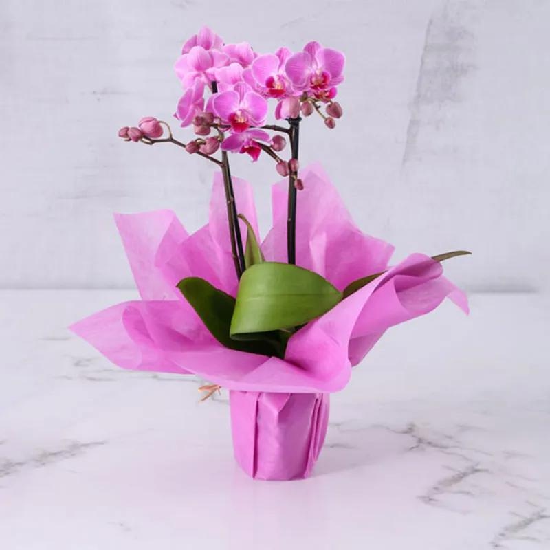 2-stem-mini-purple-orchid-plant-in-purple-wrapping_1.webp