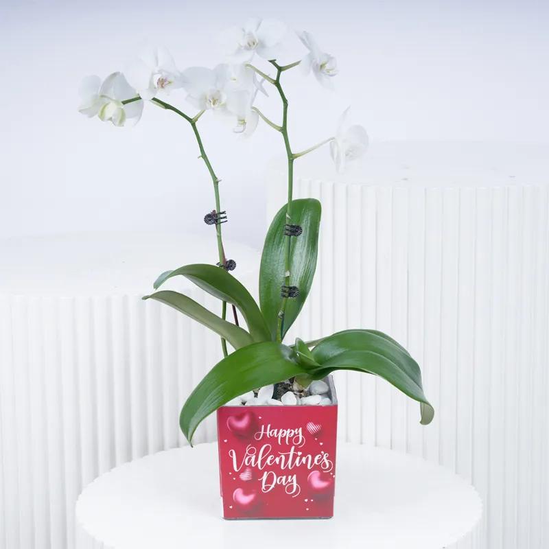 Valentine 2 Stem Mini White Orchid Plant in Dubai