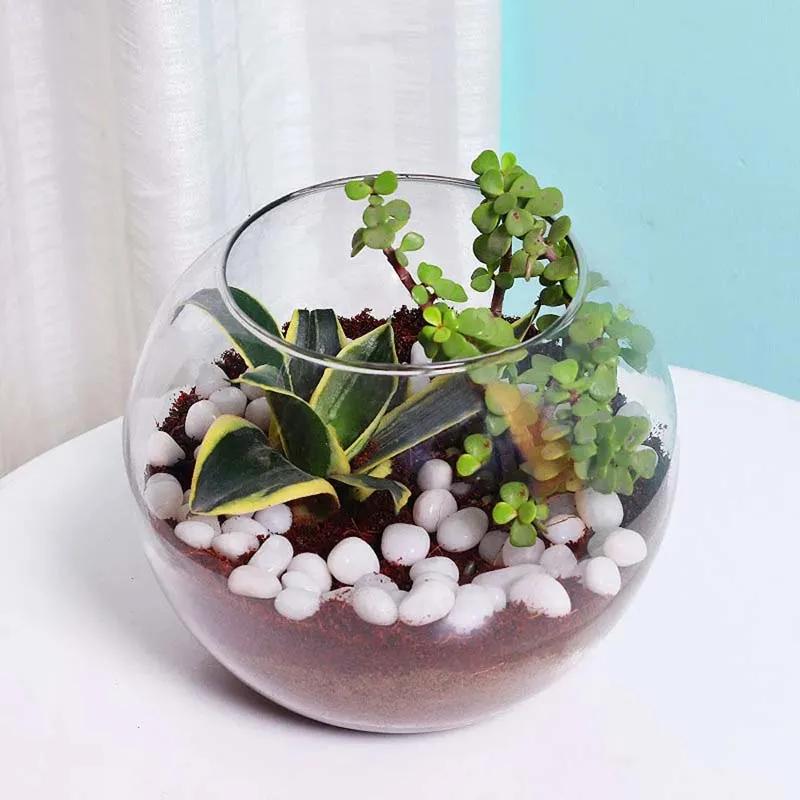 Mini Sansevieria and Jade Plant in Fish Bowl thumbnail 3