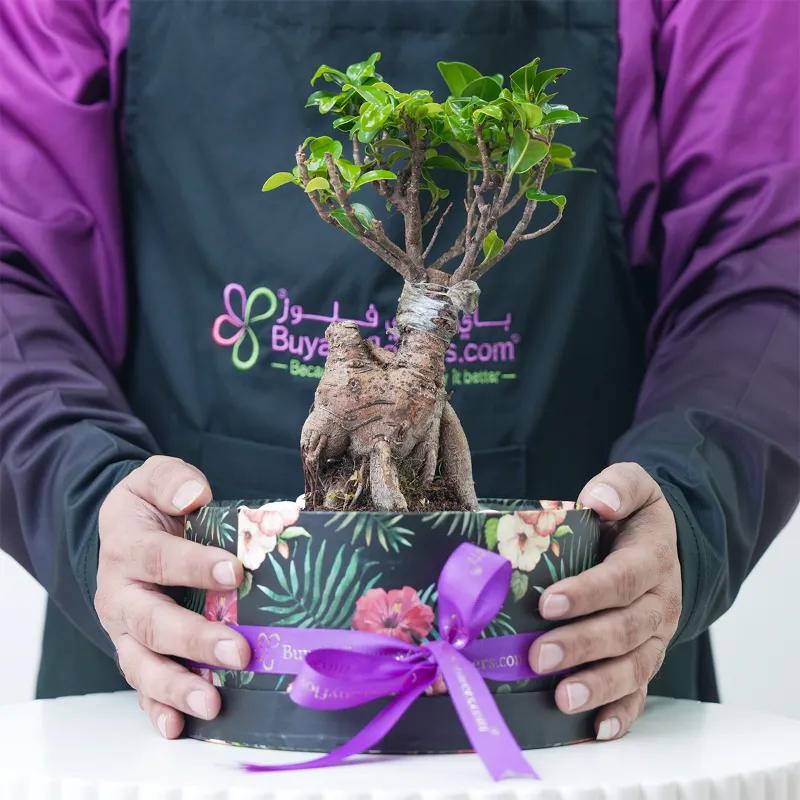 Mini Bonsai Garden Box - Plants gift from Buy Any Flowers Dubai in Al Quoz Industrial Area 4, Dubai, UAE - image 3