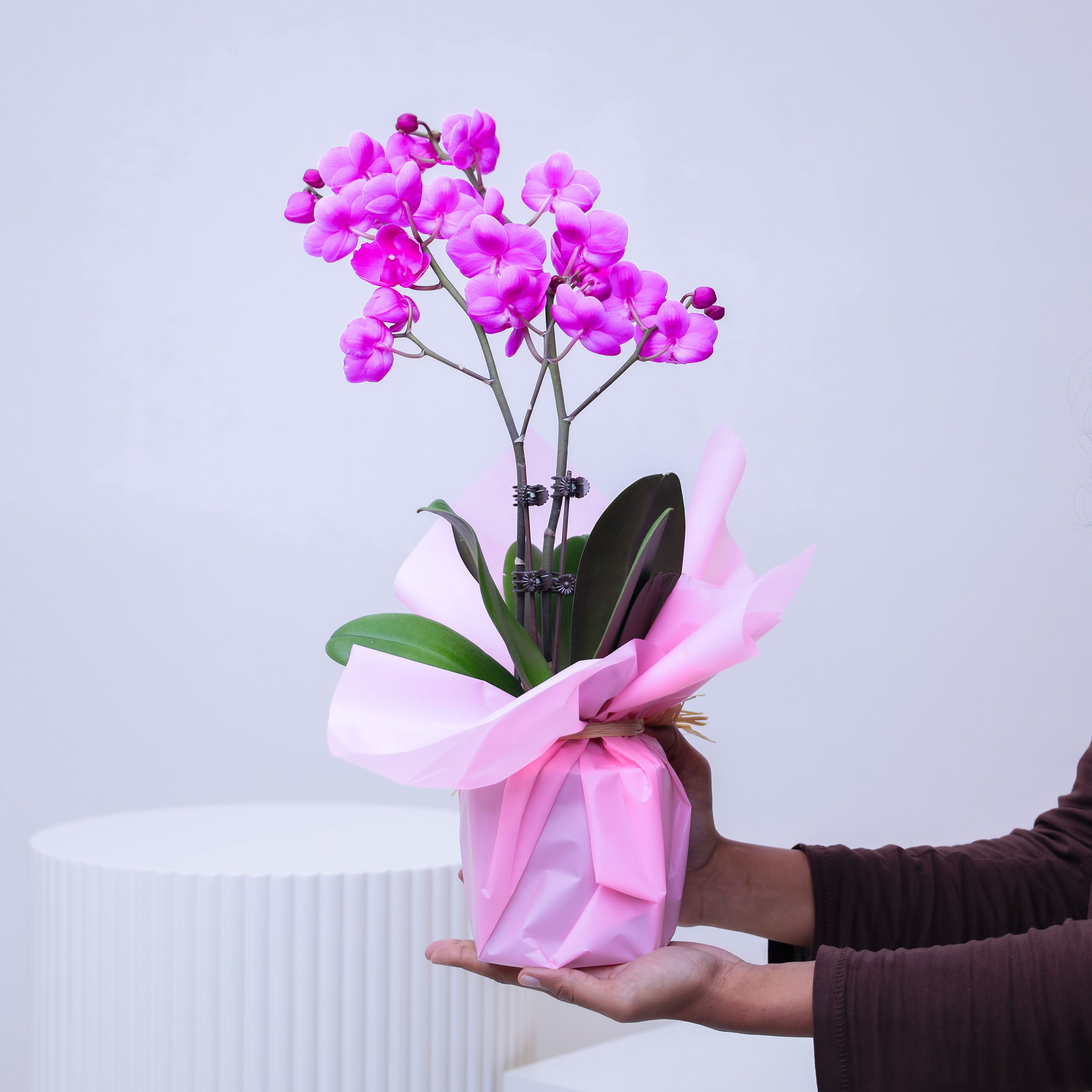 Mini Purple Orchid Plant in Pink Wrapping thumbnail 2