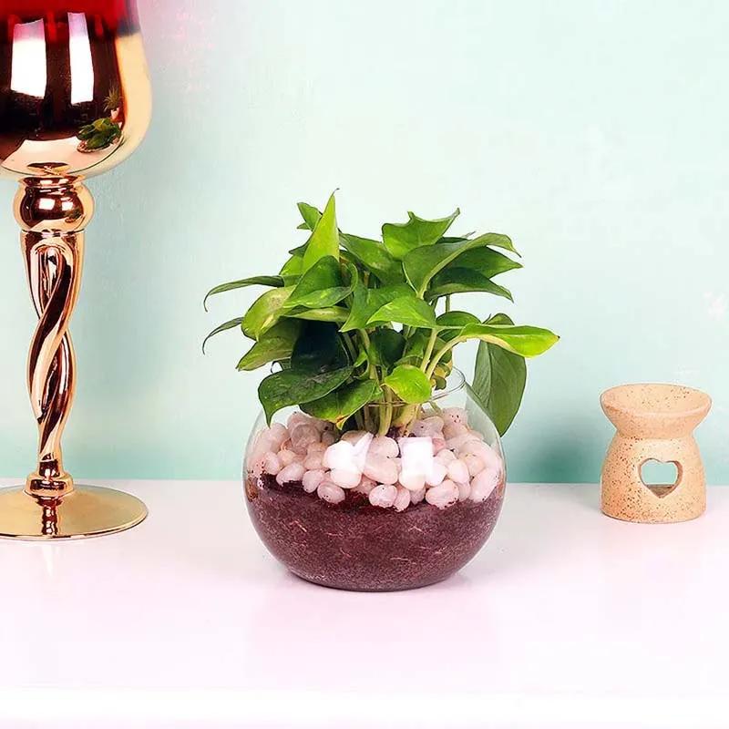 money-plant-in-fish-bowl-and-white-stones_1.webp