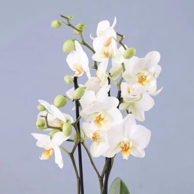 Twin Stem White Orchid Plant in Square Vase thumbnail 2