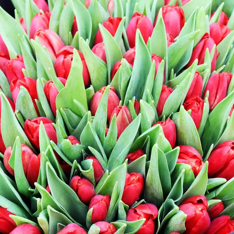 Scarlet 101 Red Tulips Bouquet - Flowers gift from Buy Any Flowers Dubai in Al Quoz Industrial Area 4, Dubai, UAE - image 3