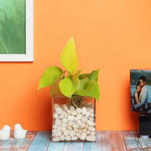 money-plant-in-clear-vase_1.webp