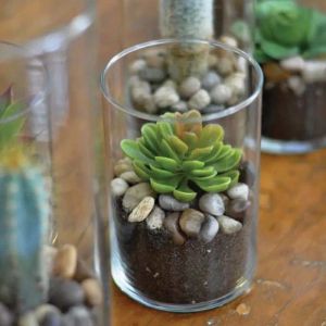 echeveria-plant-in-cylinder-vase_1.webp