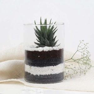 haworthia-plant-in-cylinder-vase_1.webp