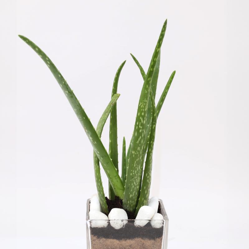 Aloe Vera Plant in Glass Vase thumbnail 2